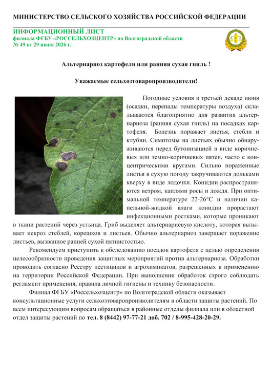 Альтернариоз картофеля или ранняя сухая гниль