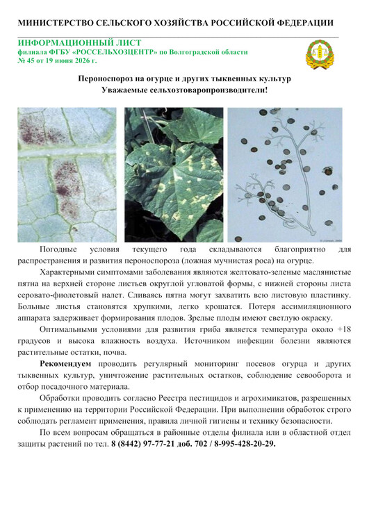 Пероноспороз на огурце и других тыквенных культур