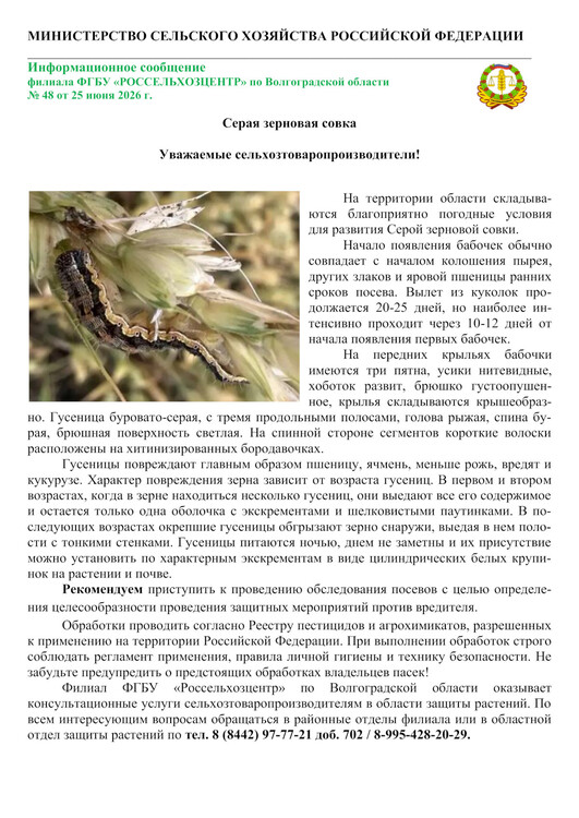 Серая зерновая совка