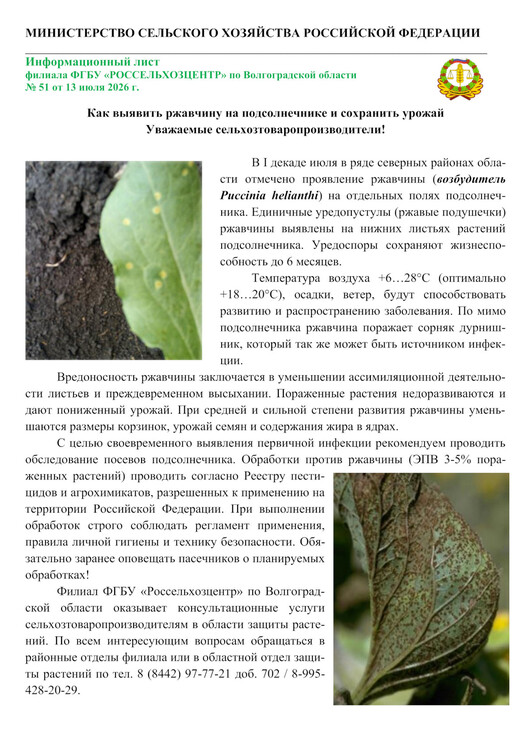 Как выявить ржавчину на подсолнечнике и сохранить урожай