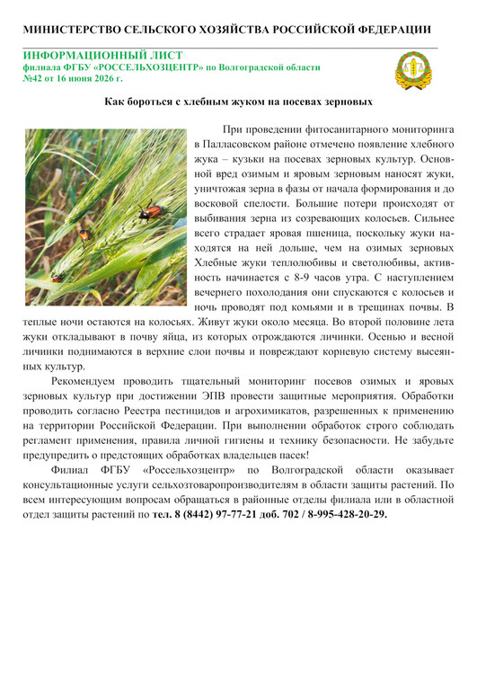 Как бороться с хлебным жуком на посевах зерновых
