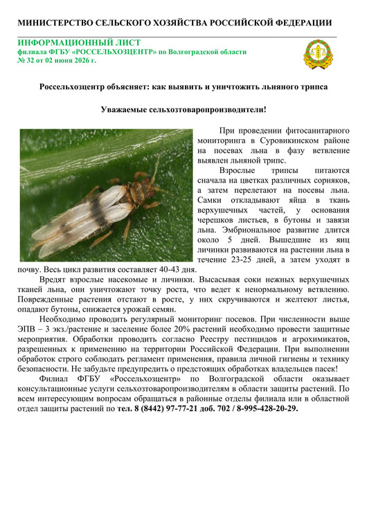 Как выявить и уничтожить льняного трипса