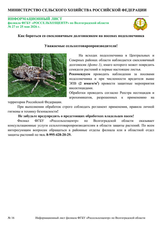 Как бороться со свекловичным долгоносиком на посевах подсолнечника Как бороться со свекловичным долгоносиком на посевах подсолнечника
