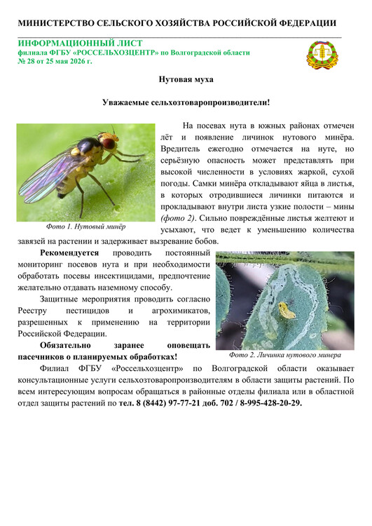 Нутовая муха Нутовая муха